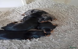 Teckel (korthaar)  honden te koop: teckel puppy 2reutjes 2 teefjes  - Afbeelding 6