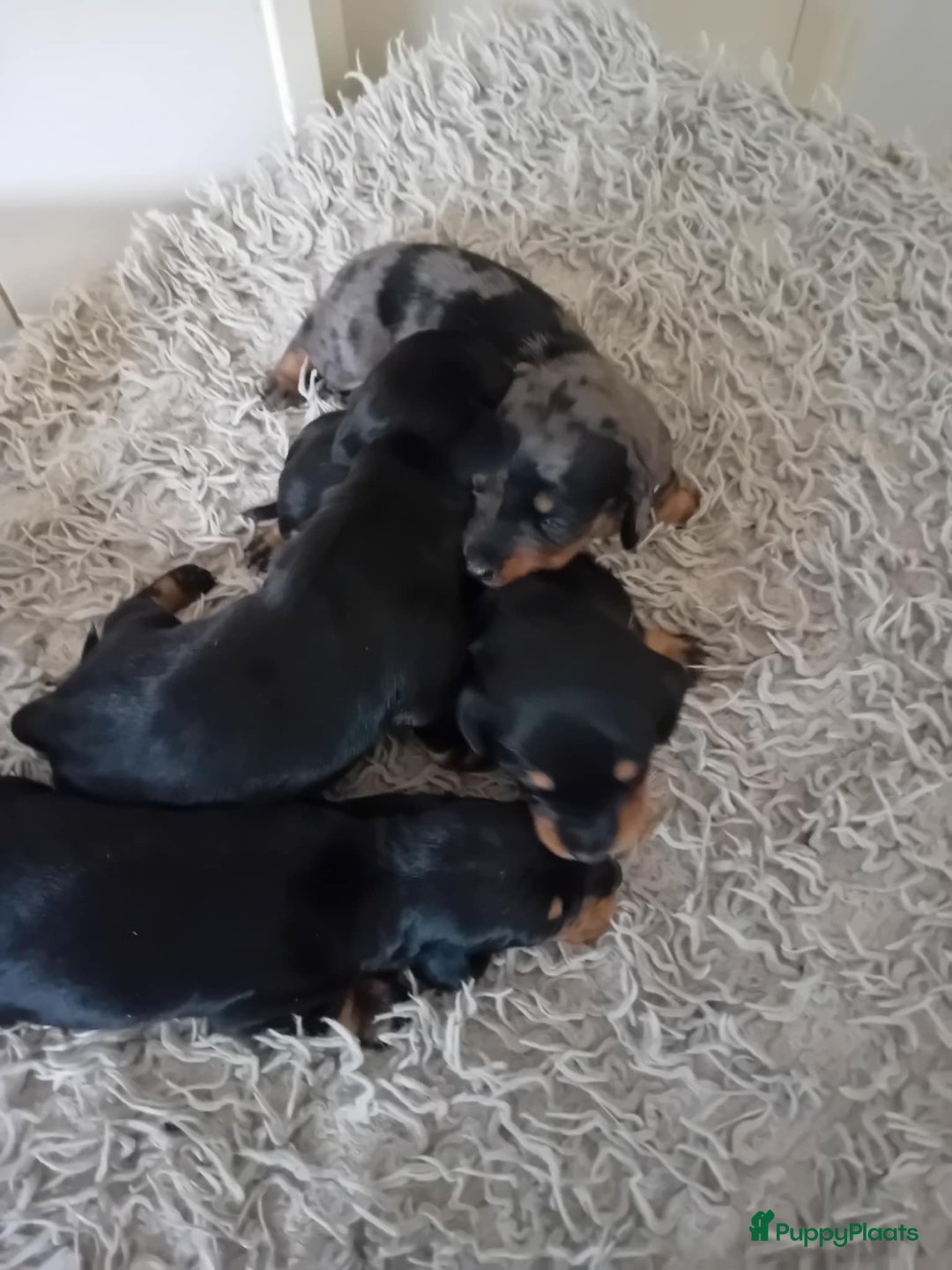 Teckel (korthaar)  honden te koop: teckel puppy 2reutjes 2 teefjes  - Afbeelding 6
