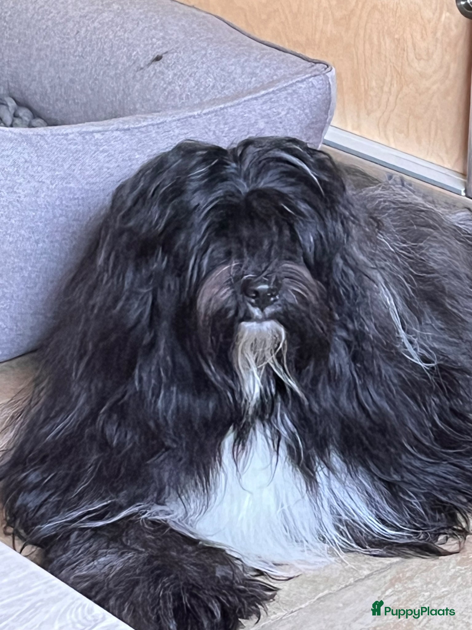 Tibetaanse Terriër honden Warm en liefdevol mandje gezocht  - Advertentie 2