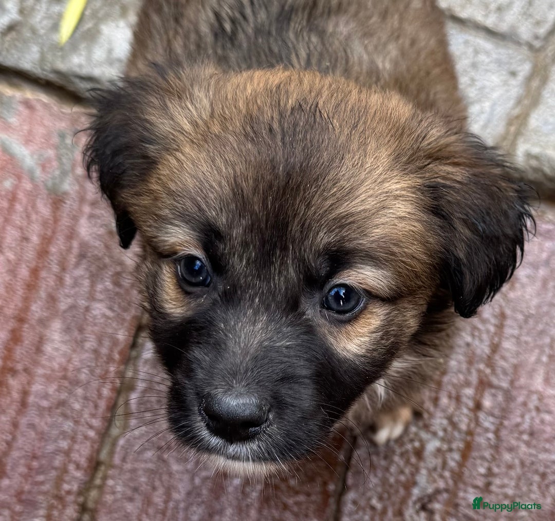 Kruising honden ter adoptie: jongen Eliot  zoekt een gouden mandje  - Advertentie 12