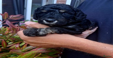 Kruising honden - Advertentie 2