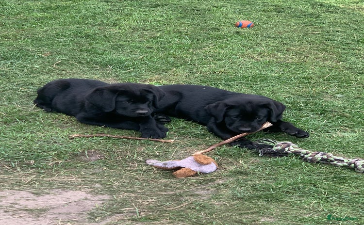Labrador Retriever honden - Advertentie 4