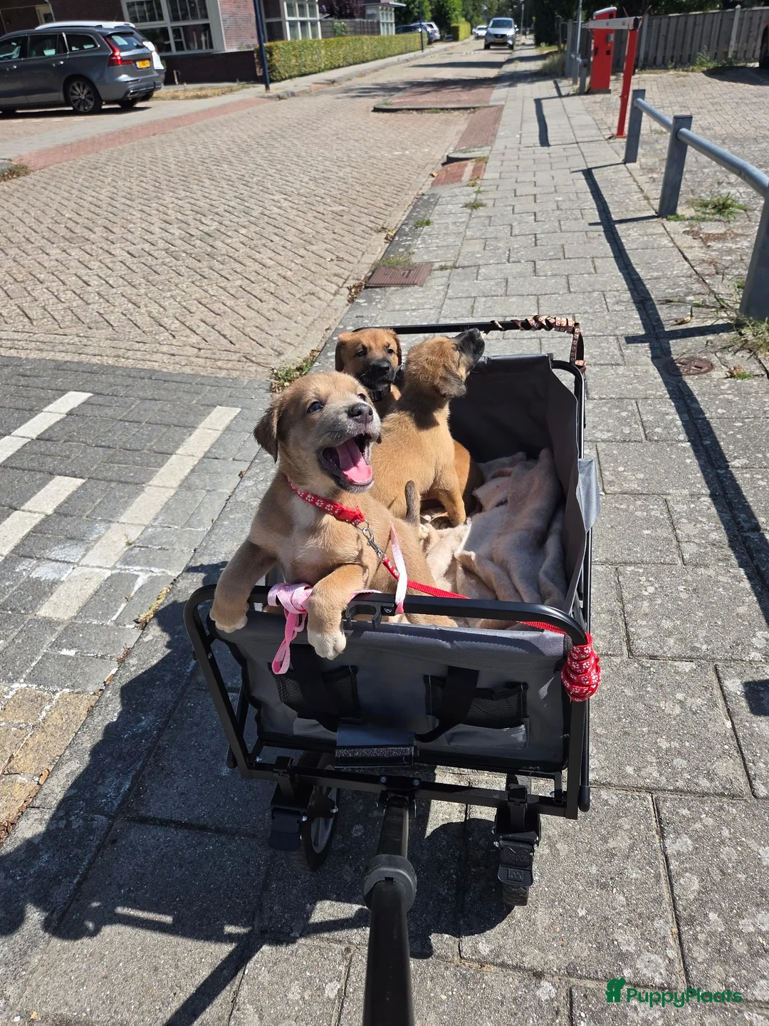 Kruising honden te koop: 2 teefjes zoeken nog een huisje  - Advertentie 3