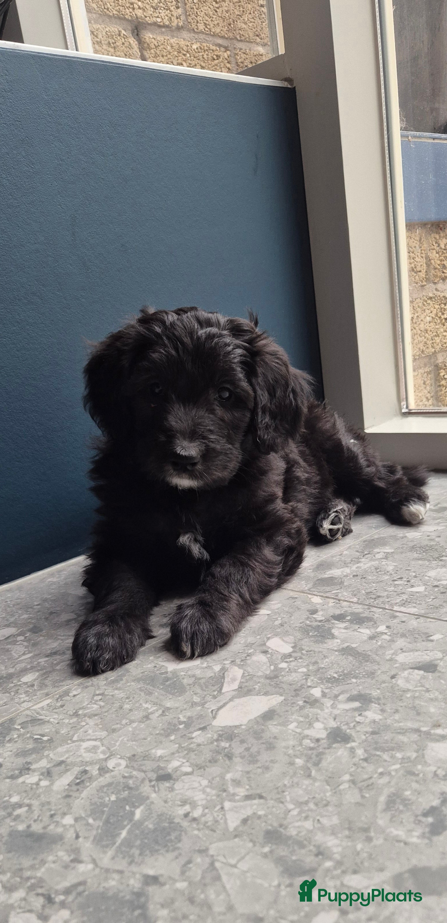 Kruising honden Bordoodle pups (F1) - nog 5 beschikbaar - Advertentie 2