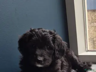 Kruising honden Bordoodle pups (F1) - nog 5 beschikbaar - Advertentie 2