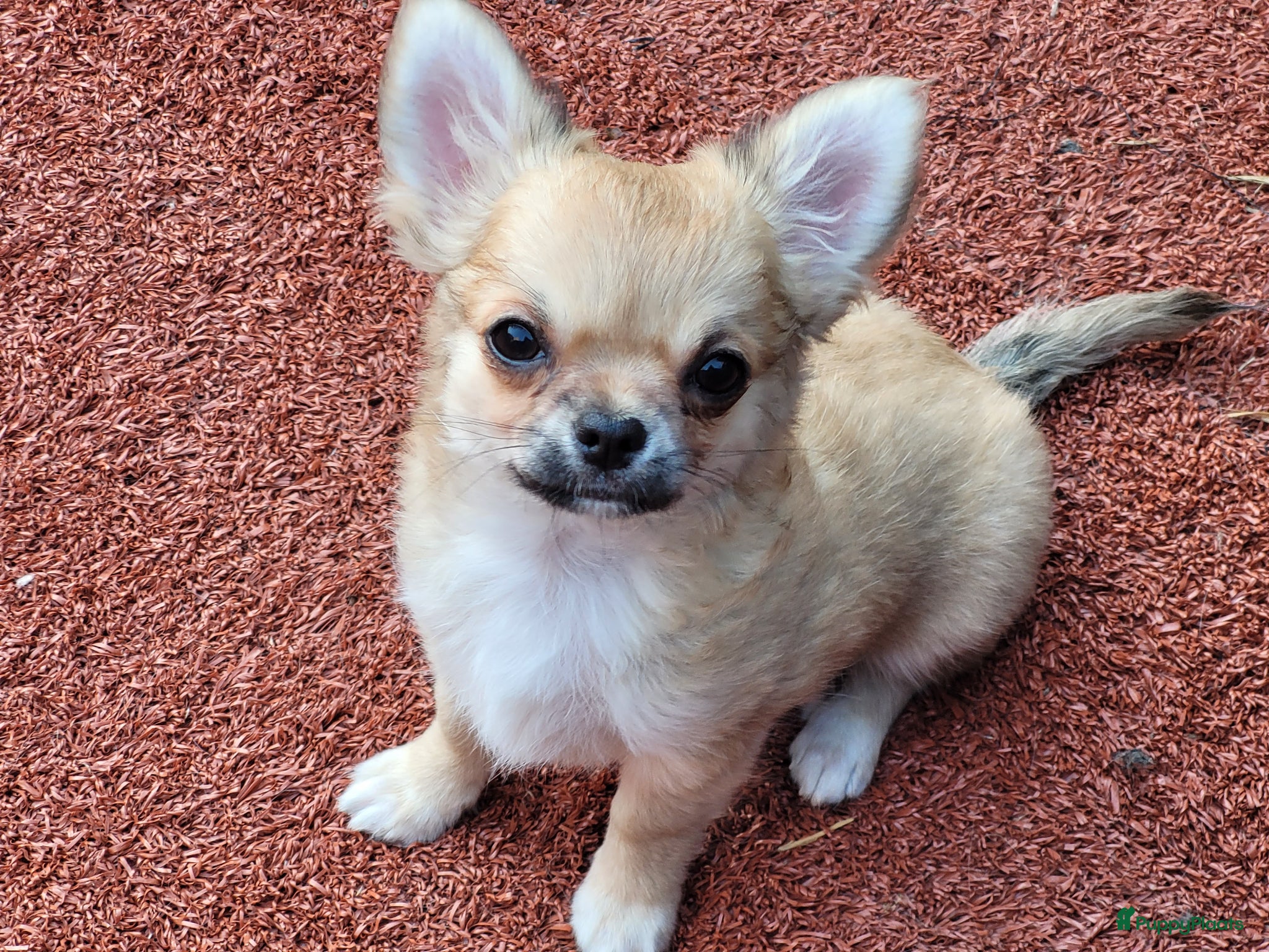 Chihuahua honden Prachtige chihuahua pups met FCI stamboom - Advertentie 1