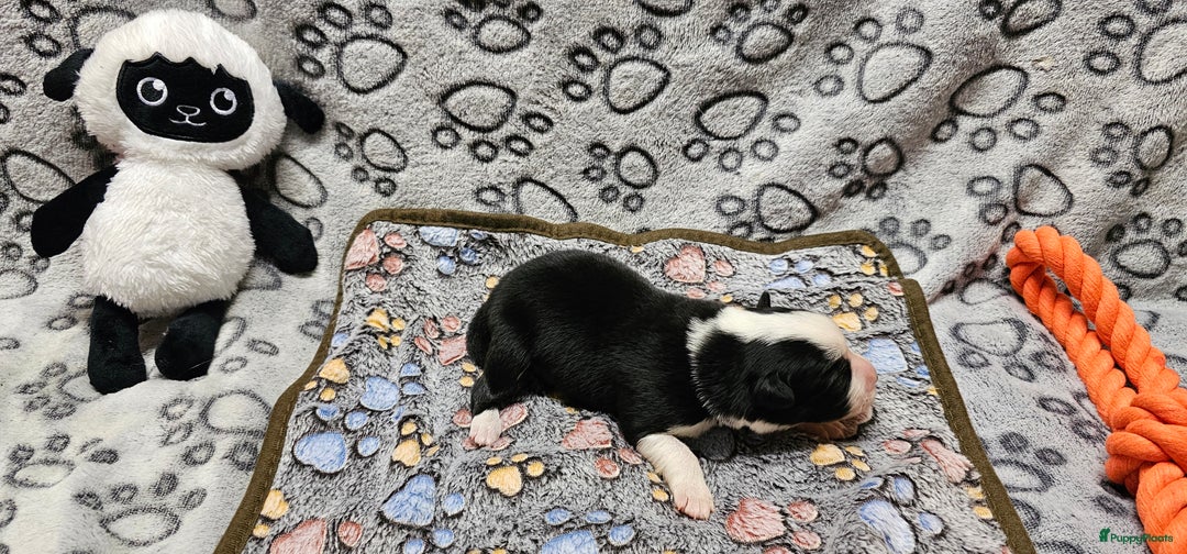 Border Collie honden te koop: 6 border collie pups te koop - Advertentie 5