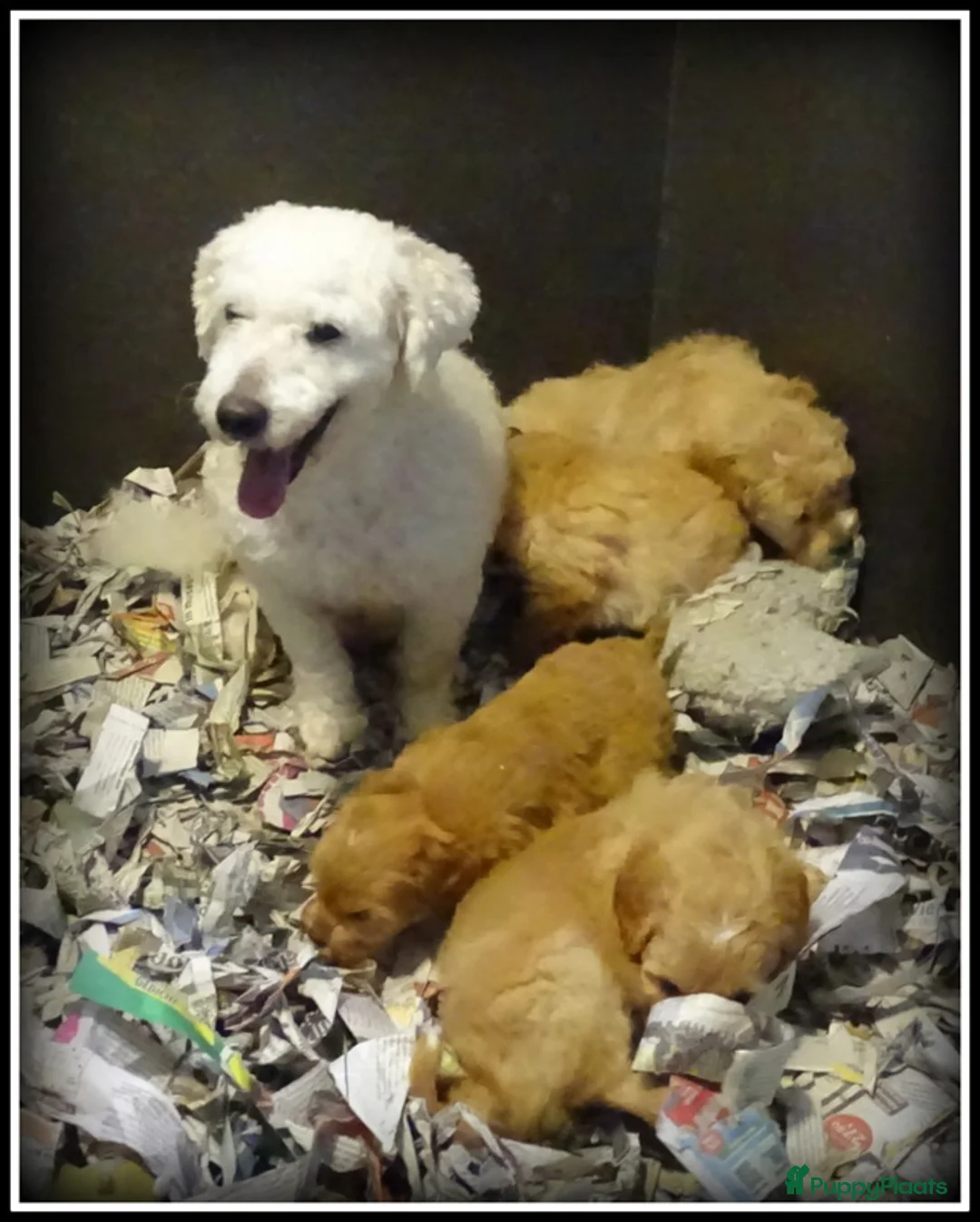 Maltipoo honden te koop: Maltipoo F1b pups - Advertentie 12