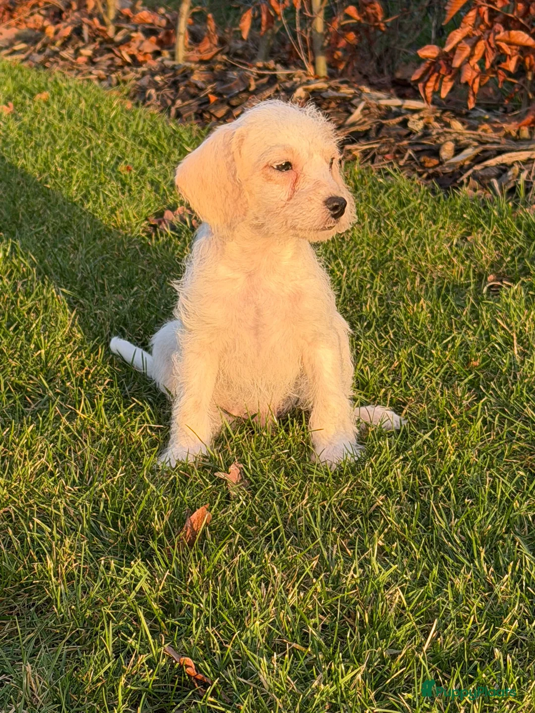 Maltipoo honden te koop: Leuke maltipoo pups  - Advertentie 9