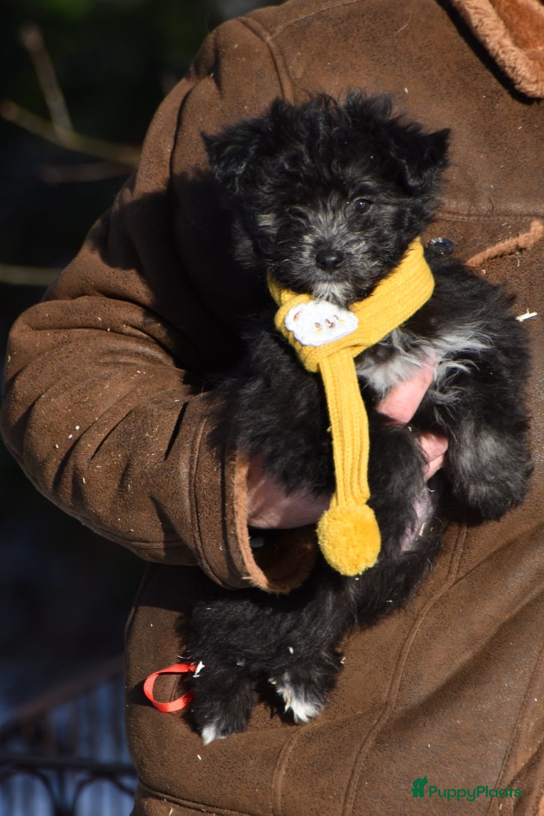 Kruising honden te koop: Zeer lieve pluizenbolletjes met krul 🤗 PomxPoedel - Advertentie 2