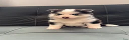 Pomsky honden te koop: Pomsky puppy’s F3 - Advertentie 24
