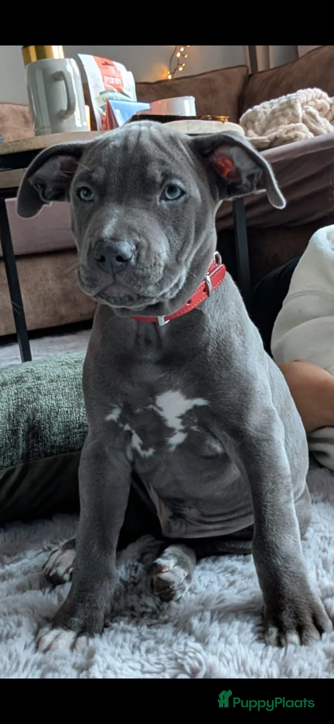 American Staffordshire Terriër honden ter dekking: Amerikaanse Stafford Sniper - Advertentie 8