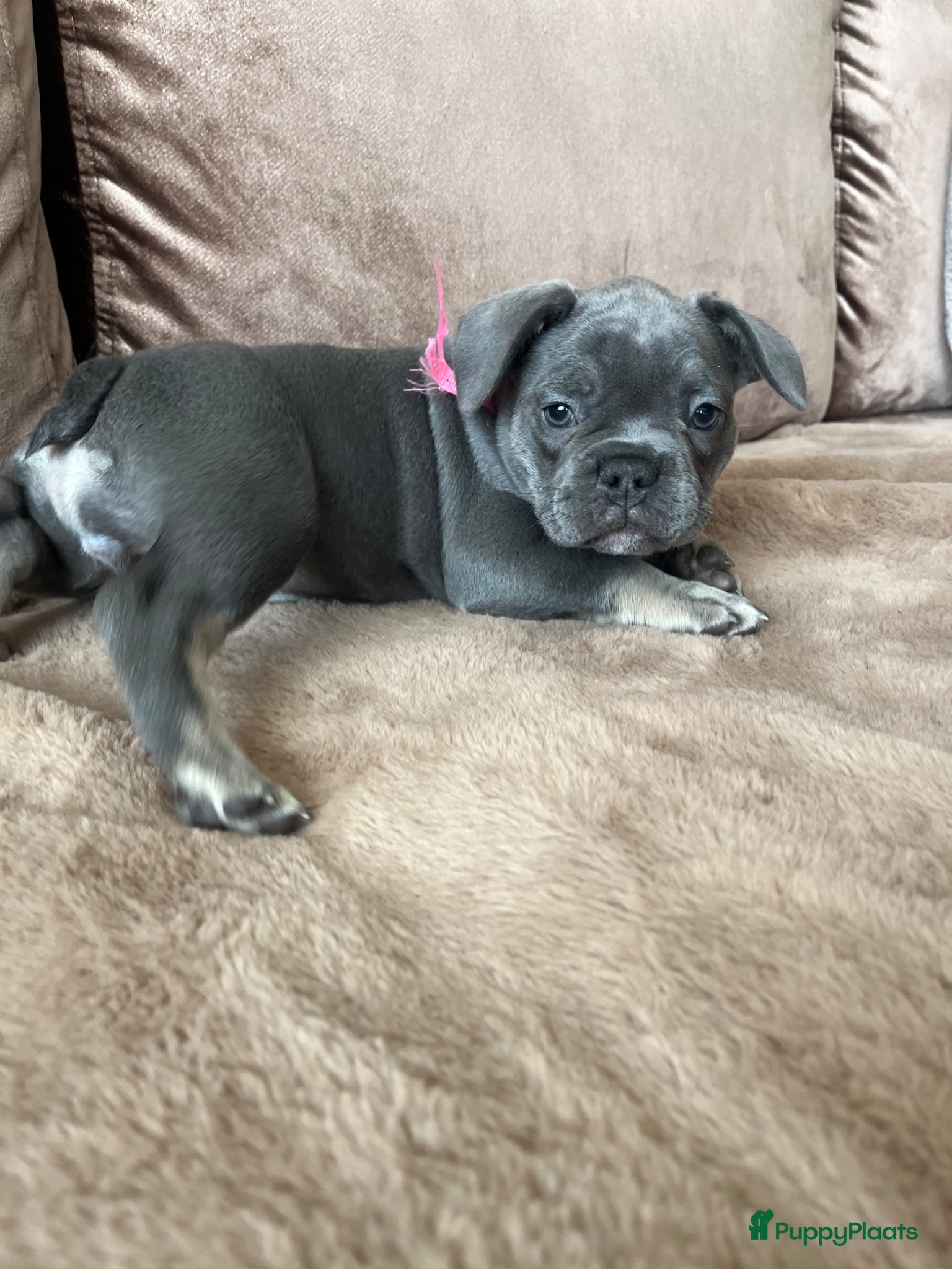 Franse Bulldog honden Franse Bulldog pups - Advertentie 1