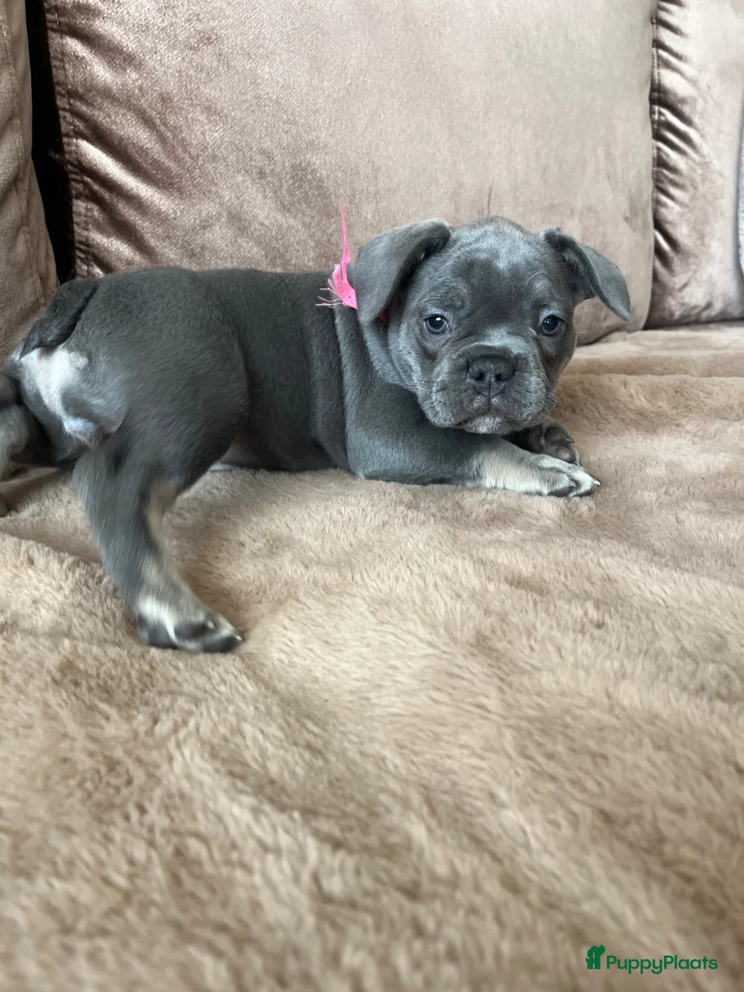 Franse Bulldog honden te koop: Franse Bulldog pups - Advertentie 1