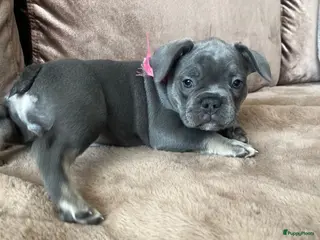 Franse Bulldog honden Franse Bulldog pups - Advertentie 1