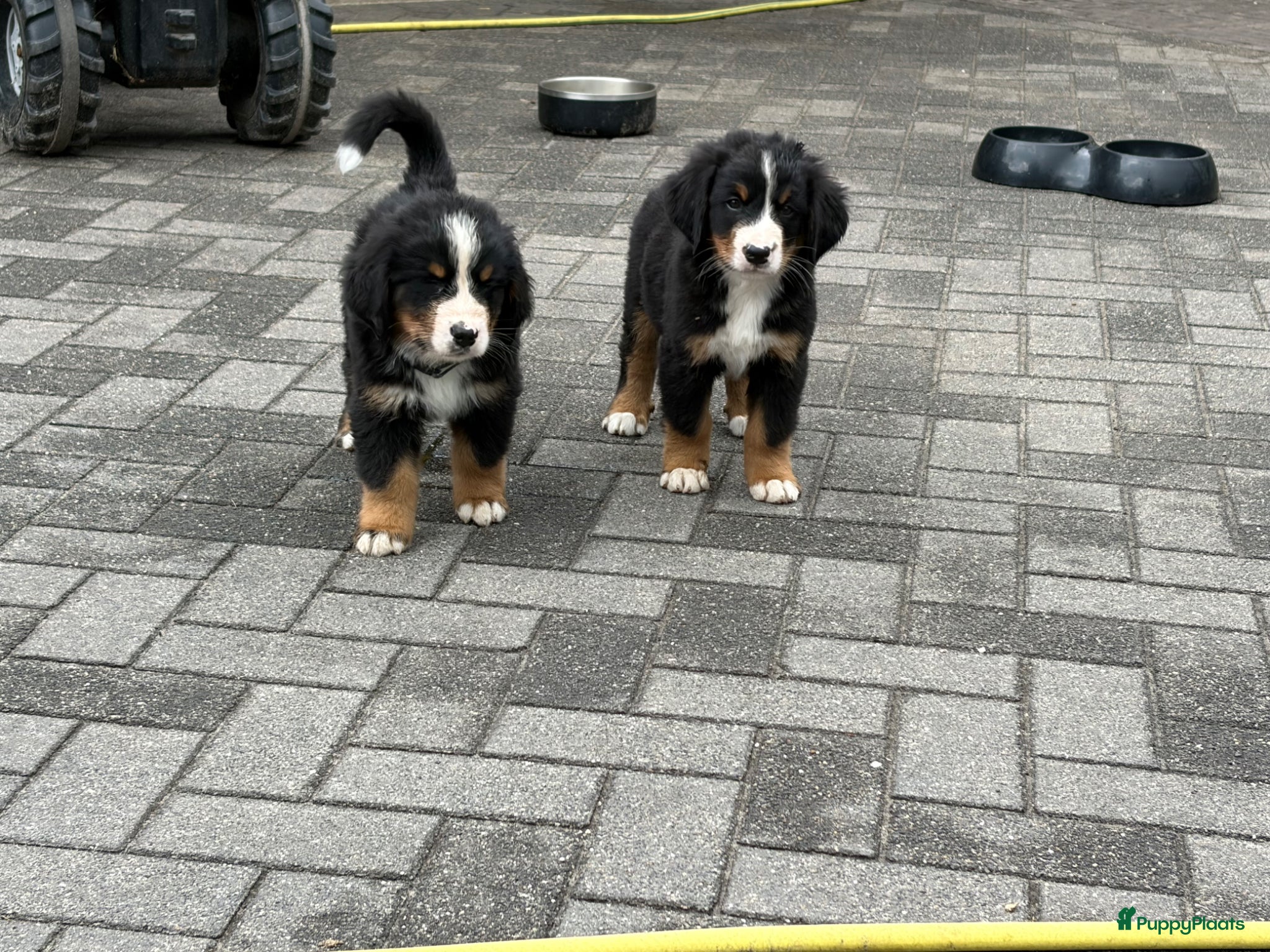Berner Sennenhond honden 4 reutjes Berner sennen - Advertentie 2