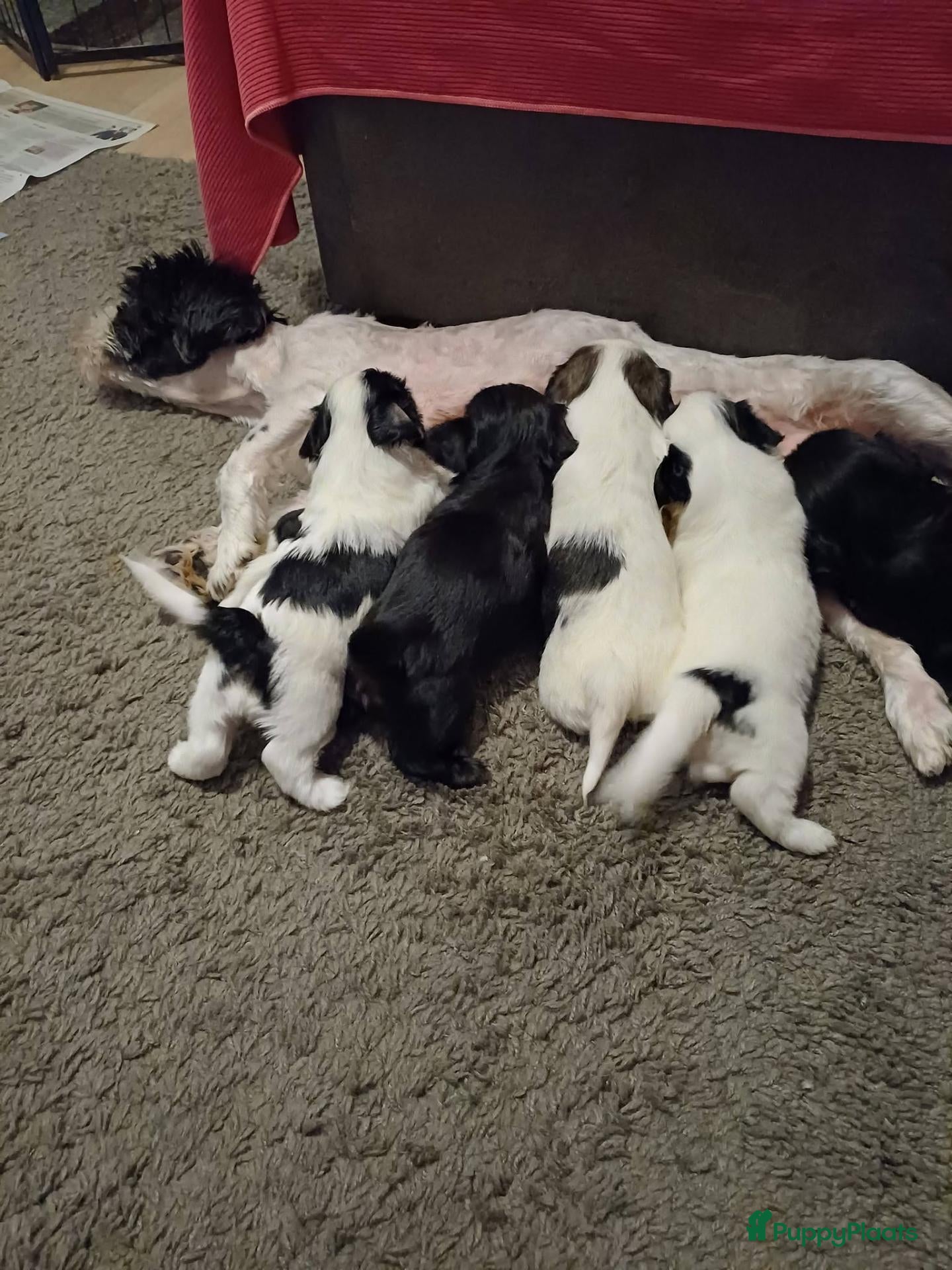 Shih Tzu honden te koop: Te koop - Advertentie 4
