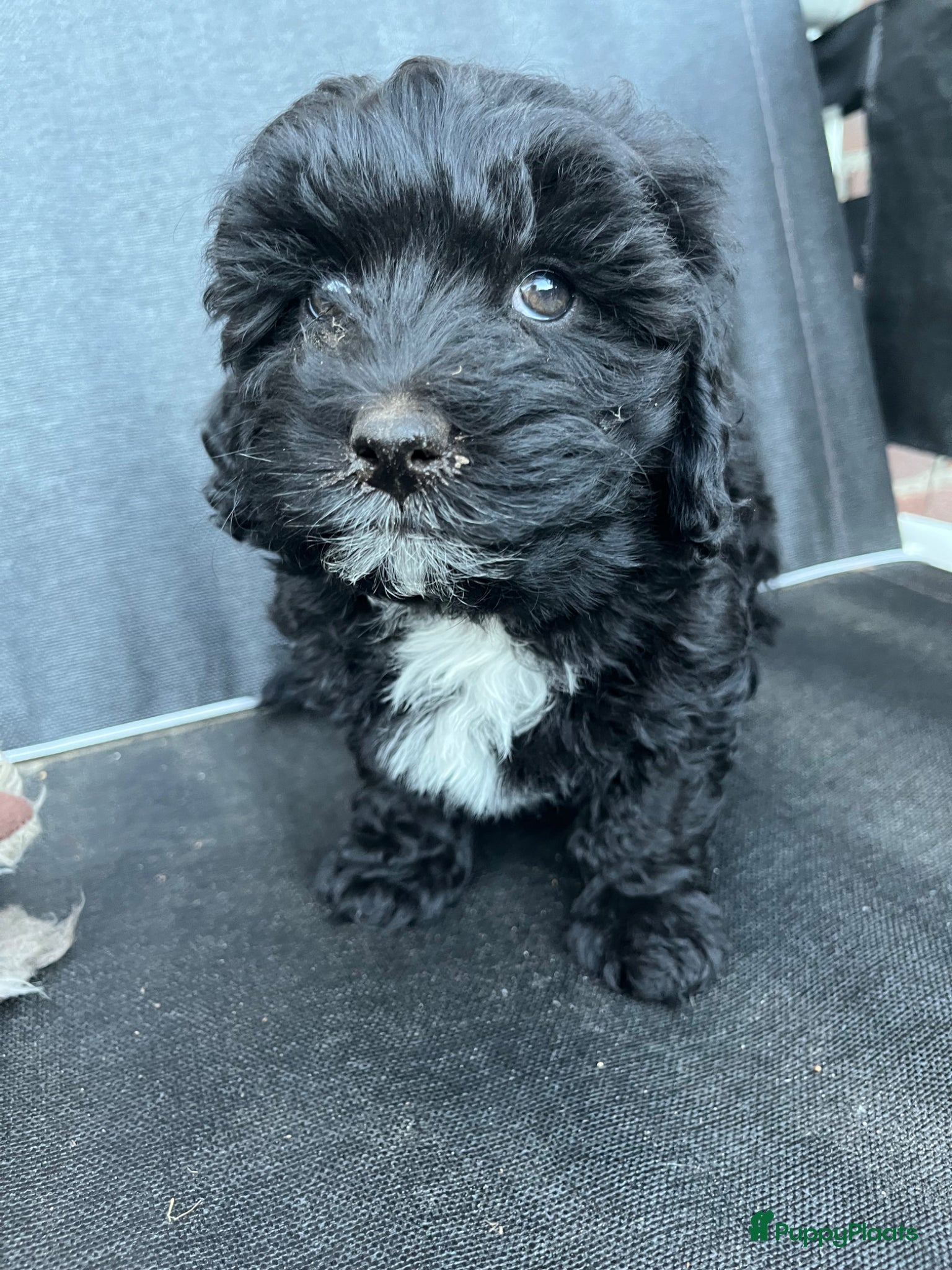 Maltipoo honden te koop: Maltipoo - Advertentie 14