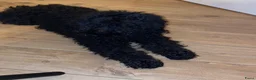 Kruising honden te koop: Australian Labradoodle multigen mini/medium - Advertentie 12