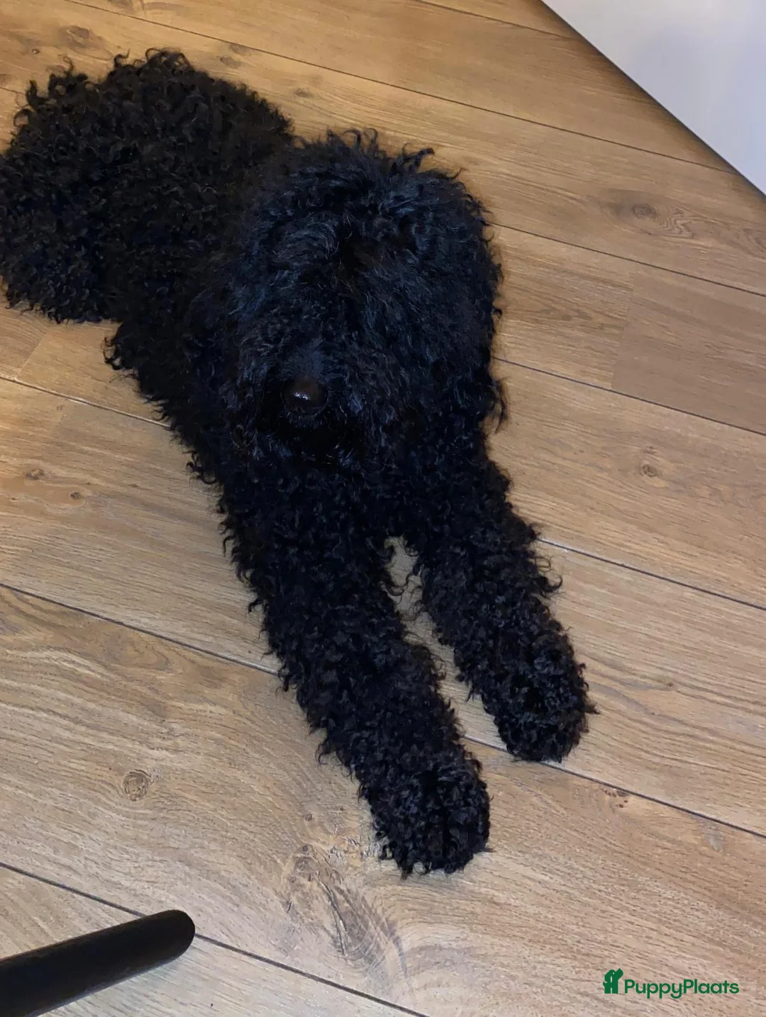 Kruising honden te koop: Australian Labradoodle multigen mini/medium - Advertentie 12