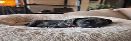 Kruising honden te koop: ❤️💙 Prachtige Doxiepoo's zoeken 4-ever home ❤️💙 - Advertentie 14
