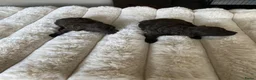 Poedel Toy honden te koop: Toy poedel pups  - Advertentie 17