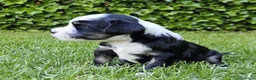Tibetaanse Terriër honden te koop: Tibetaanse Terriër reutje beschikbaar  - Advertentie 6