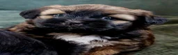 Shih Tzu honden te koop: Raszuivere Shihtzu pups - Advertentie 7