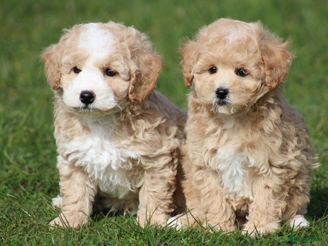 Maltipoo honden Knappe maltipoo pups. - Advertentie 1