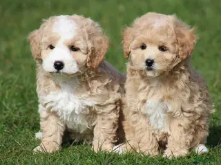 Maltipoo honden Knappe maltipoo pups. - Advertentie 1