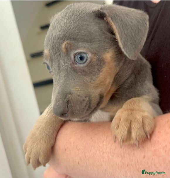Jack Russel Terriër honden Blue tan teefje - Advertentie 1