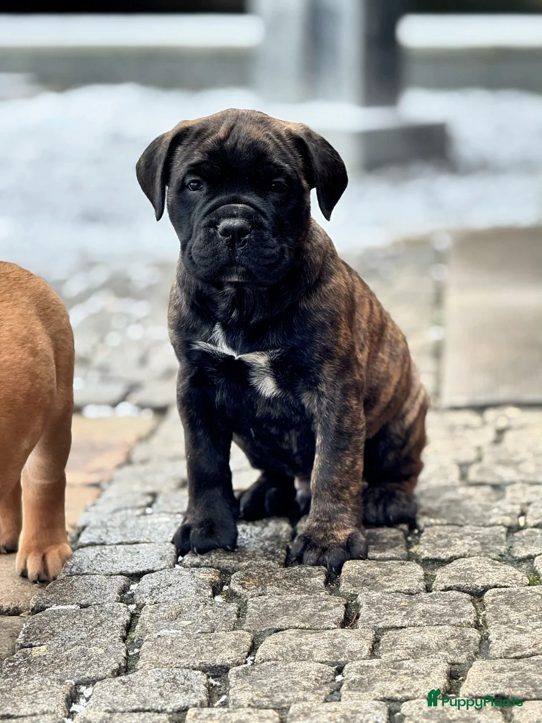 Bullmastiff honden te koop: Bullmastiff  - Advertentie 16