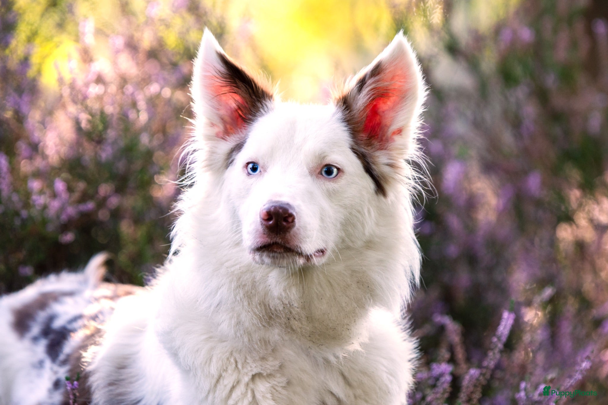 Border Collie honden Nog 2 mooie border collie dametjes - Advertentie 1