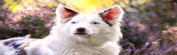 Border Collie honden te koop: Nog 2 mooie border collie dametjes - Advertentie 1