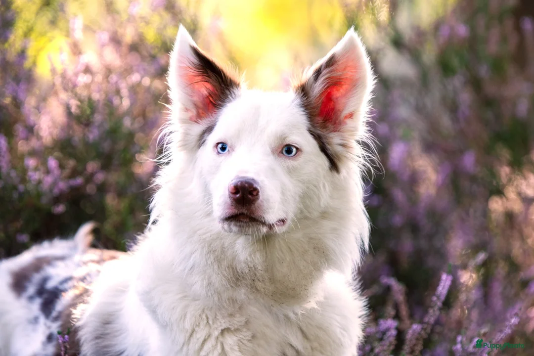 Border Collie honden te koop: Nog 2 mooie border collie dametjes - Advertentie 1