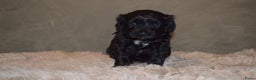Labradoodle honden te koop: Prachtige labradoodle pups te koop  - Advertentie 13