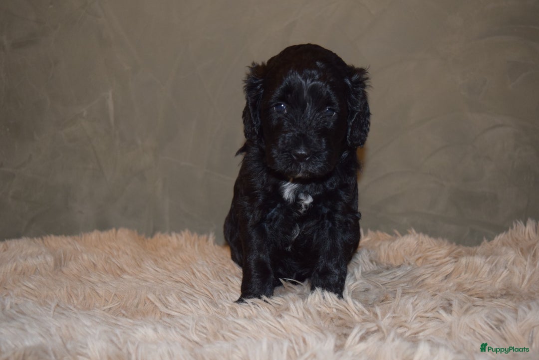 Labradoodle honden te koop: Prachtige labradoodle pups te koop  - Advertentie 13