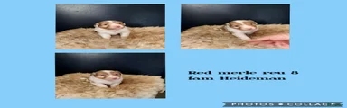 Australian Shepherd 8