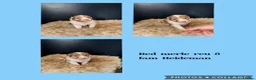 Australian Shepherd honden te koop: Mooie Australian Shepherd pups - Advertentie 21