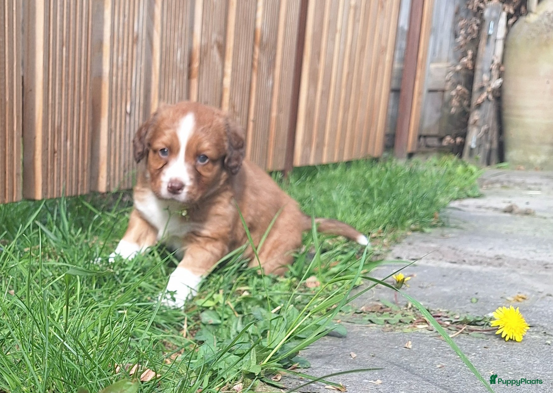 Kruising honden Nova scotia duck tolling retriever - Advertentie 2
