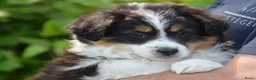 Australian Shepherd honden te koop: Knappe Miniature American Shepherd (MAS) pups - Advertentie 6