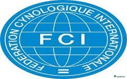 Franse Bulldog honden te koop: Franse bulldog raszuiver FCI (uitgebreid getest)  - Advertentie 12