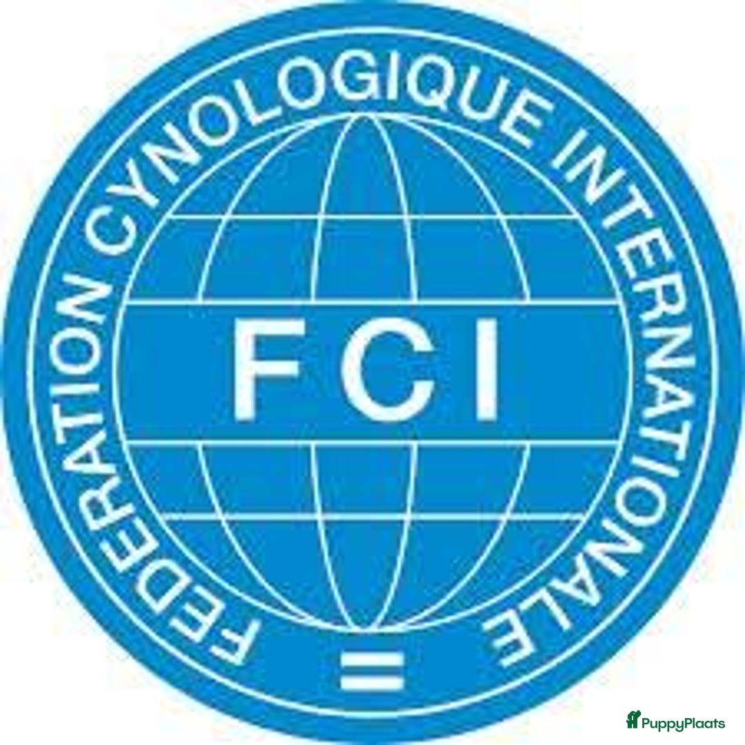 Franse Bulldog honden te koop: Franse bulldog raszuiver FCI (uitgebreid getest)  - Advertentie 12