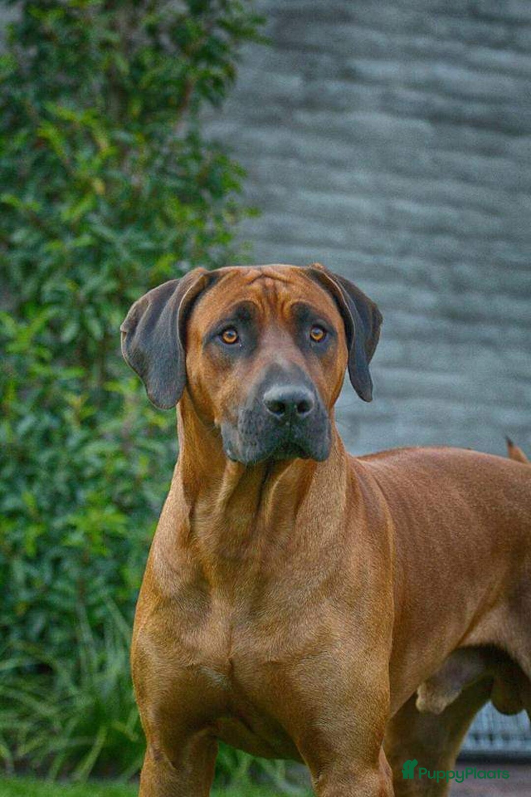 Rhodesian Ridgeback honden te koop: Rhodesian ridgeback pups met stamboom  - Advertentie 9