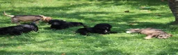 Cockapoo honden te koop: Cockapoo pups - Advertentie 20