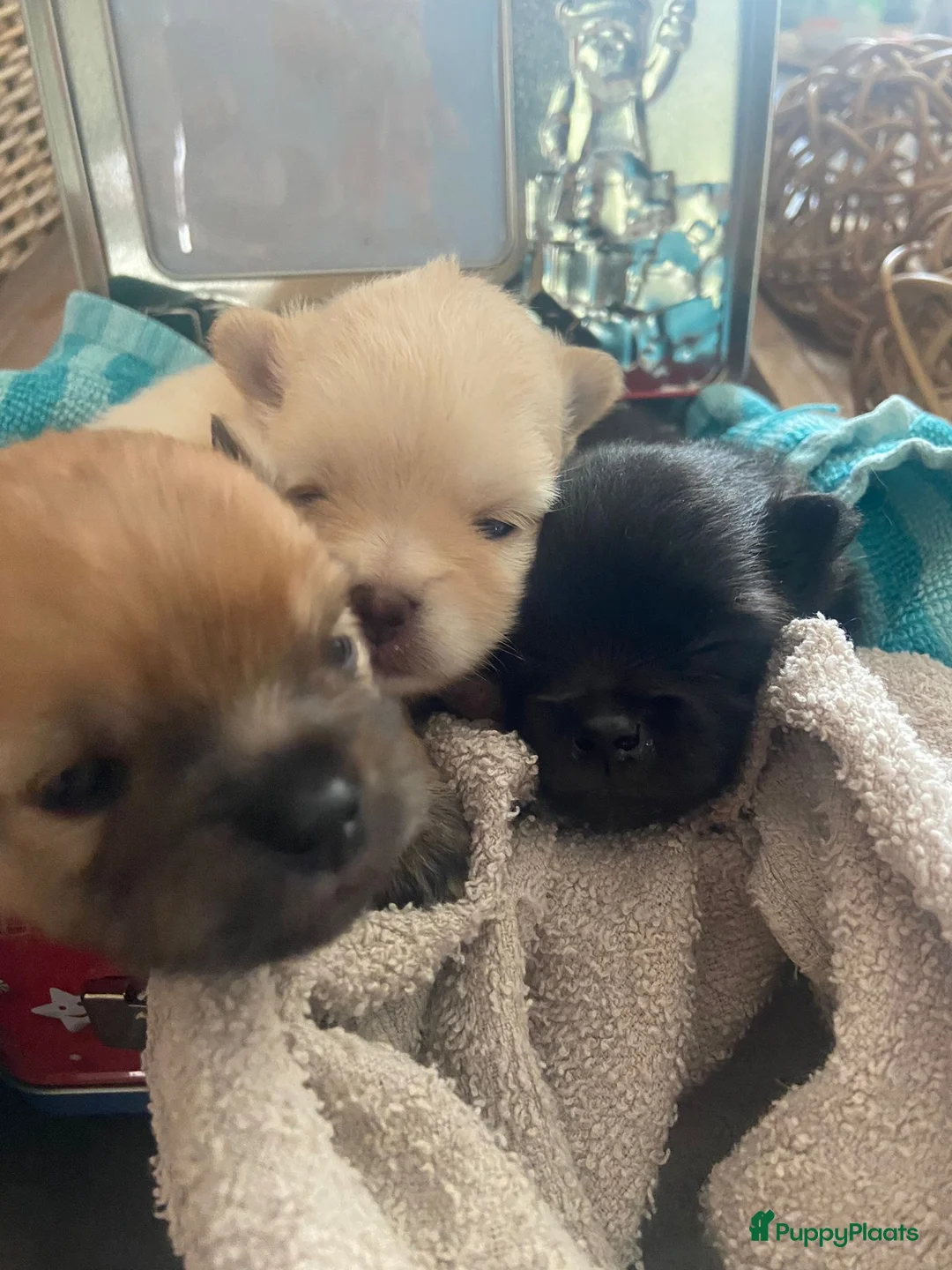 Pomeriaan honden ter dekking: Mooi dekreu pomeriaan (niet te koop) - Advertentie 9