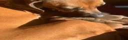 Rhodesian Ridgeback honden te koop: Rhodesian ridgeback pups - Advertentie 2