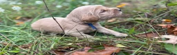 Labradoodle honden te koop: Labradoodles te koop - Advertentie 6