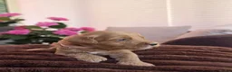 Australian Labradoodle honden te koop: Prachtig nestje Australian Labradoodles  - Advertentie 11