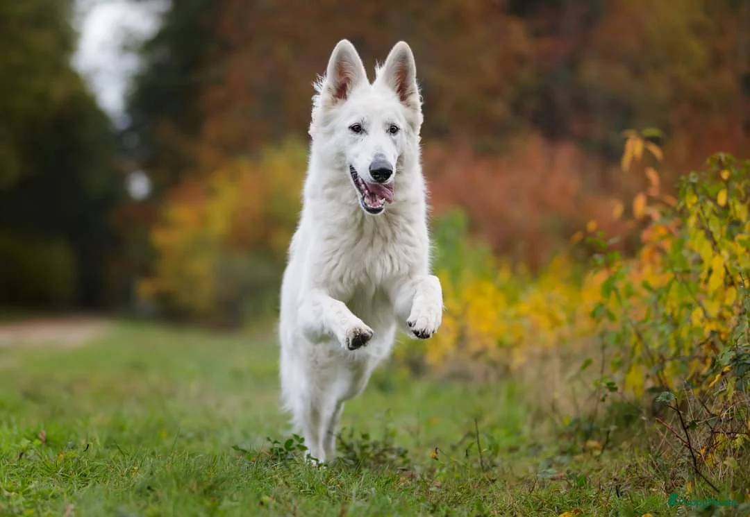 Galerij afbeelding {{count}}